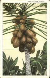 Paw-Paw Tree Postcard