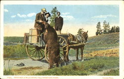 Feeding A Wild Bear Yellowstone National Park Postcard Postcard