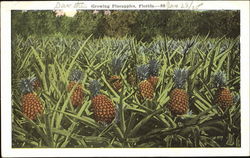 Growing Pineapples Postcard