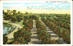 An Orange Grove In Florida Postcard