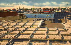 Fish Drying Gloucester, MA Postcard Postcard