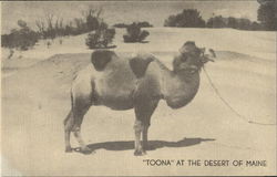 Camel Toona At The Desert Of Maine Postcard