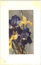 Tuck's Oilette Flower Studies Iris Tuck's Oilette Series Postcard Postcard