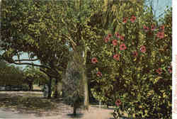 Florida, Hubiscus on Munuons Island Postcard Postcard