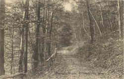 Forrey's Woods Williamstown, MA Postcard Postcard