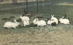 Rabbits, Forest Park Springfield, MA Postcard Postcard