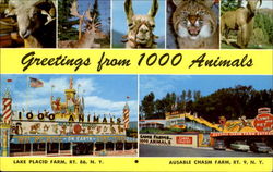 Greetings From 1000 Animals Postcard