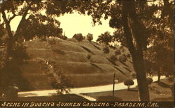 Scene In Busch's Sunken Gardens Postcard