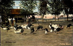 Poultry Ranch Postcard