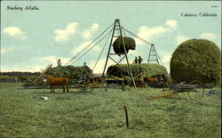 Stacking Alfalfa Calexico, CA Postcard Postcard