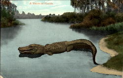 A Native Of Florida Alligator Postcard