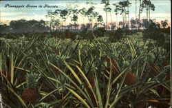 Pineapple Grove In Florida Postcard