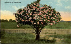 A Rose Tree, California Trees Postcard Postcard