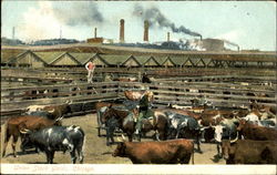 Union Stock Yards Postcard