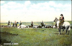 Throwing A Steer Postcard