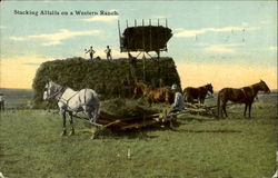 Stacking Alfalfa on a Western Ranch Farming Postcard Postcard