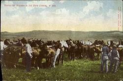 Round Up Horses In The Rope Corral Postcard