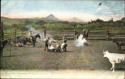 Branding Calves In A Corral Postcard