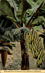 Bud And Fruit Of Banana Tree California Postcard Postcard