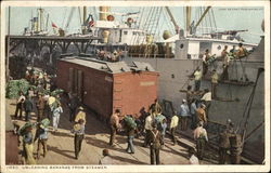 Unloading Bananas From Steamer Postcard