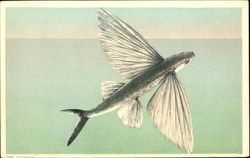 Flying Fish Postcard