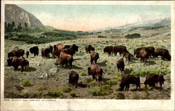 Buffalo Herd Near Fort Yellowstone Postcard