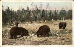 Bear At Upper Geyser Basin, Yellowstone Park Yellowstone National Park Postcard Postcard