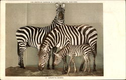 Grant's Zebra Postcard Postcard