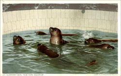 Elephant Seal Postcard Postcard