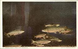 Brook Trout Postcard