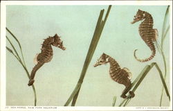 Sea-Horse Postcard