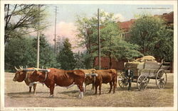 Ox Team With Cotton Seed Postcard