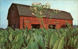 Southern Maryland's Colorful Tobacco Auctions Waldorf, MD Postcard Postcard