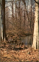 Battle Creek Cypress Swamp, Route 506 Prince Frederick, MD Postcard Postcard