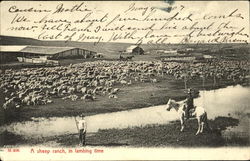 A Sheep Ranch In Lambing Time Cowboy Western Postcard Postcard