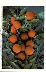 A Cluster Of Orange Fruit Postcard Postcard