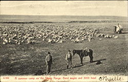 A Summer Camp On The Sheep Range Postcard