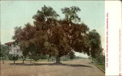 Live Oak On Orange Grove Ave. Postcard