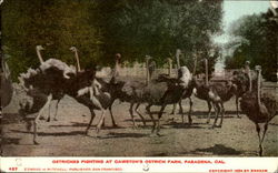 Ostriches Fighting At Cawston's Ostrich Farm Pasadena, CA Postcard Postcard