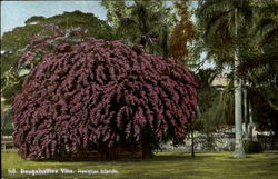 Bougainvillea Vine Postcard