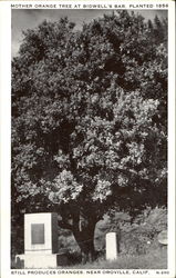 Mother Orange Tree Oroville, CA Postcard Postcard