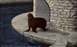 Sea Lion Pool, Zoological Park Toledo, OH Postcard Postcard