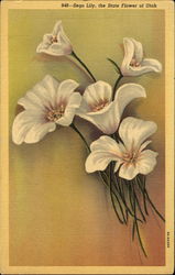 Sego Lily Utah Flowers Postcard Postcard