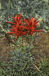 Indian Paintbrush Wyoming Flowers Postcard Postcard