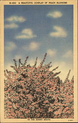 A Beautiful Display Of Peach Blossoms Postcard