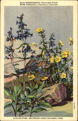 Blue Beardtongue Postcard