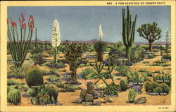 A Few Varieties Of Desert Cacti Cactus & Desert Plants Postcard Postcard