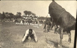 Piled By The Moose Cow Postcard