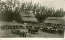 Farm Scene Horses & Wagon California Postcard Postcard