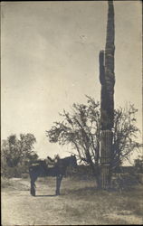 Donkey & Cactus Cactus & Desert Plants Postcard Postcard